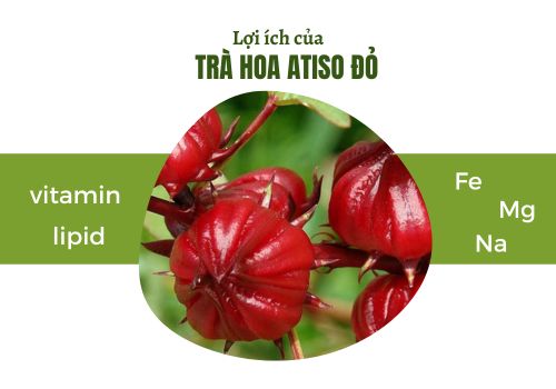 Lợi ích của trà hoa atiso đỏ với sức khỏe 