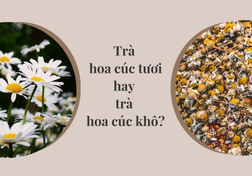 Sự khác biệt giữa trà hoa cúc tươi và trà hoa cúc khô