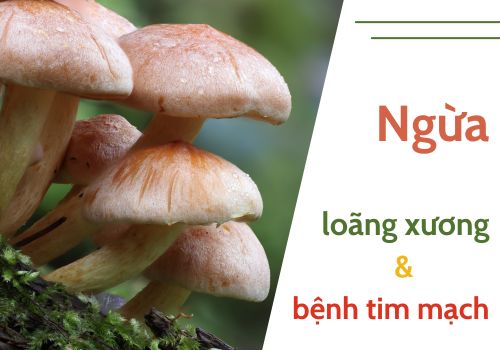 Nấm có thể giúp ngừa loãng xương và bệnh tim mạch